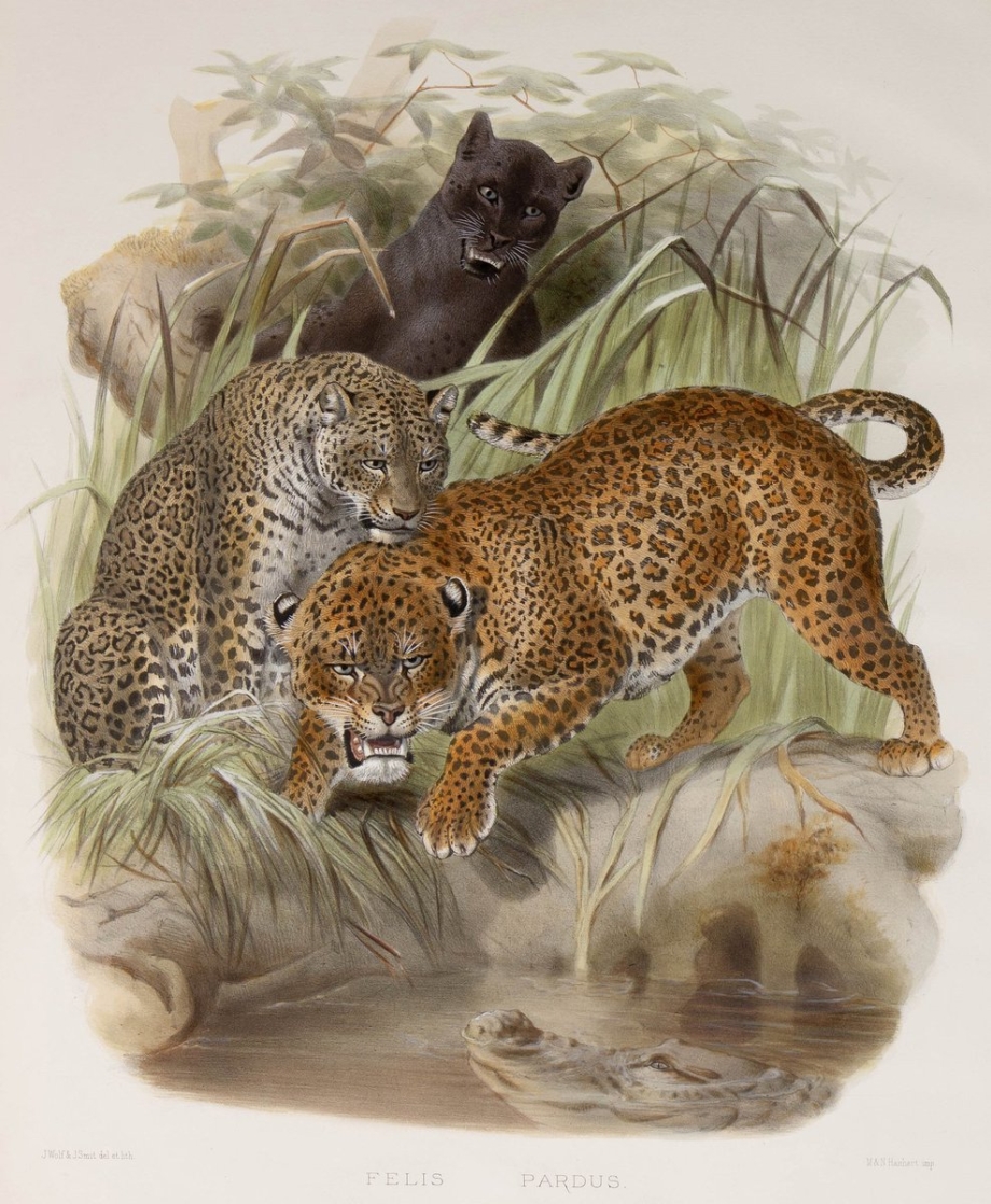 Художник Роберт Даллет Persian Leopard