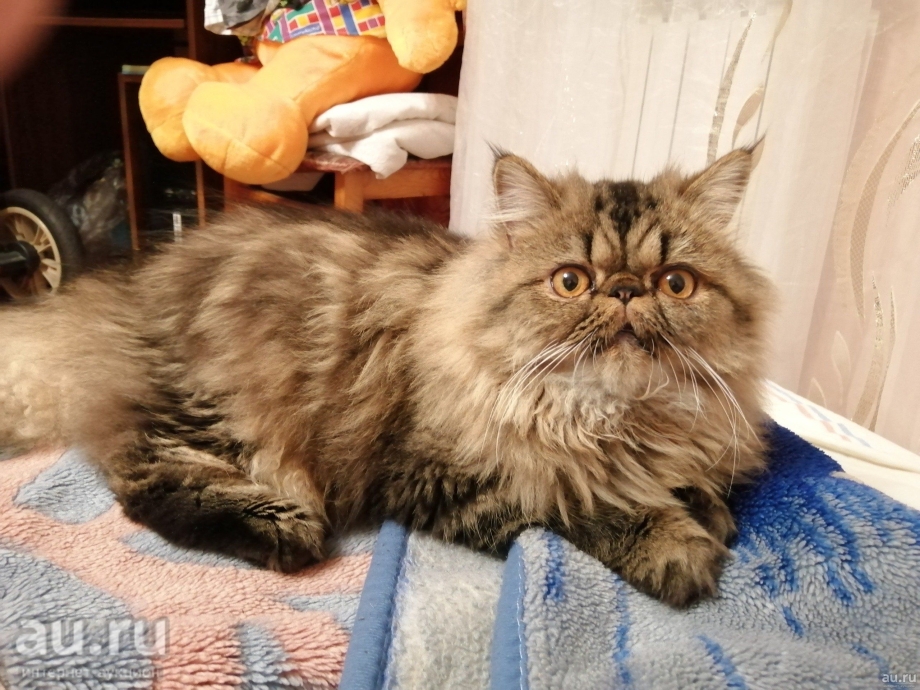 Американский экзот кошка
