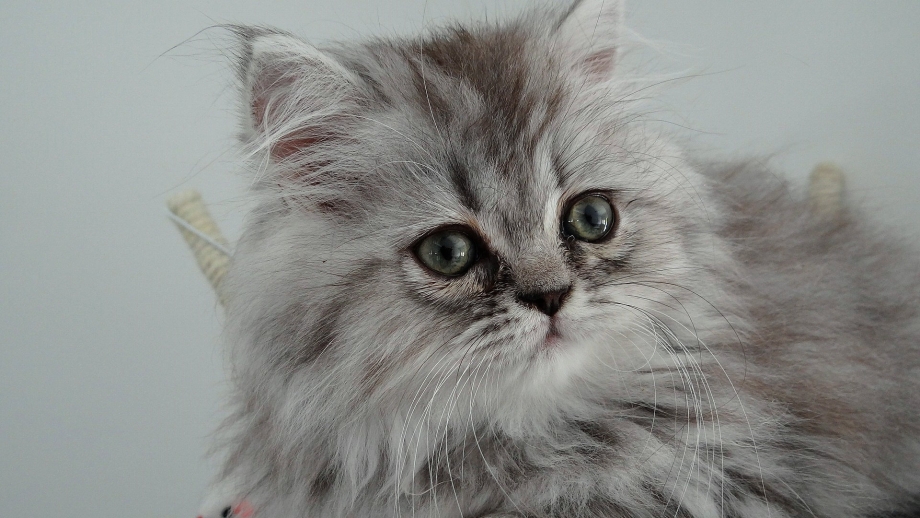 Картинка кот с загрузкой