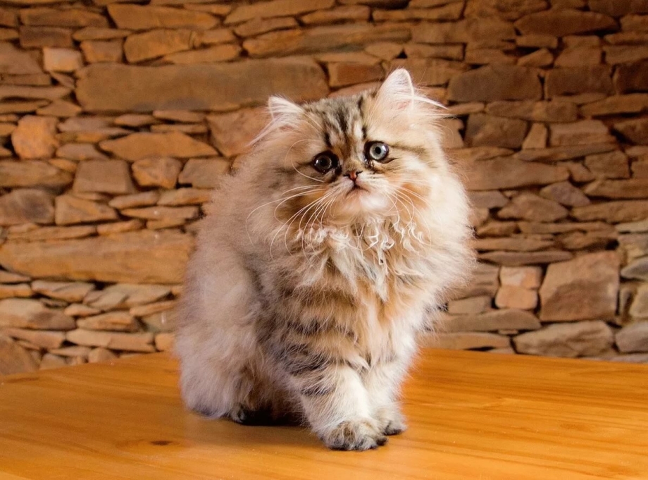 Кот персидской породы