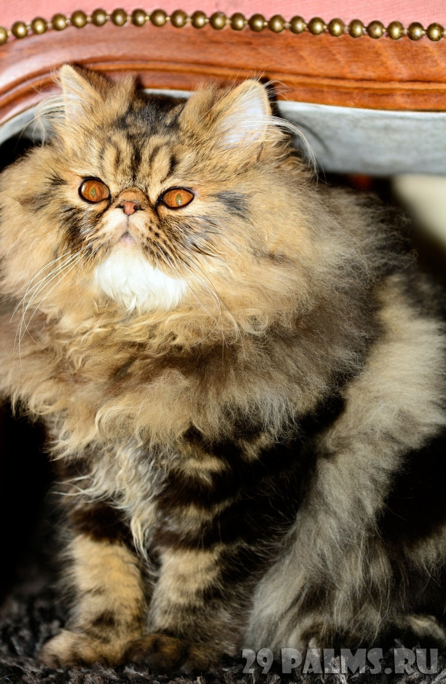 Рыжий персидский кот