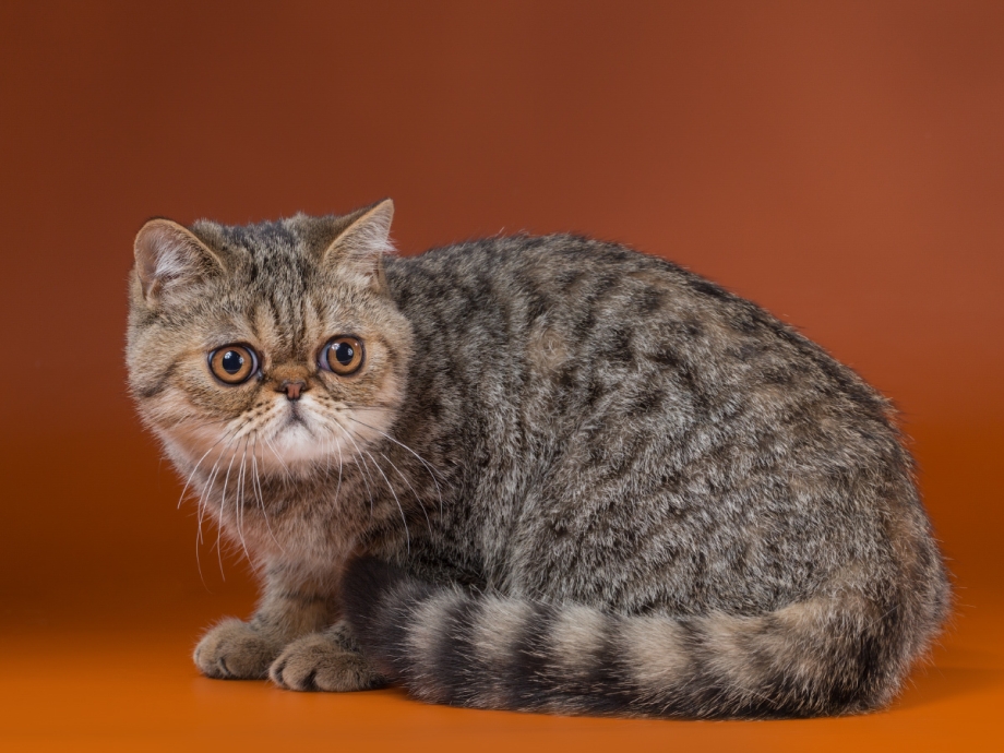 Персидский кот черный