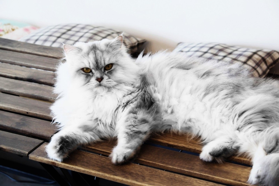 Персидский кот полосатый