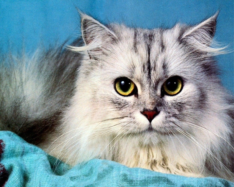 Самые пушистые кошки