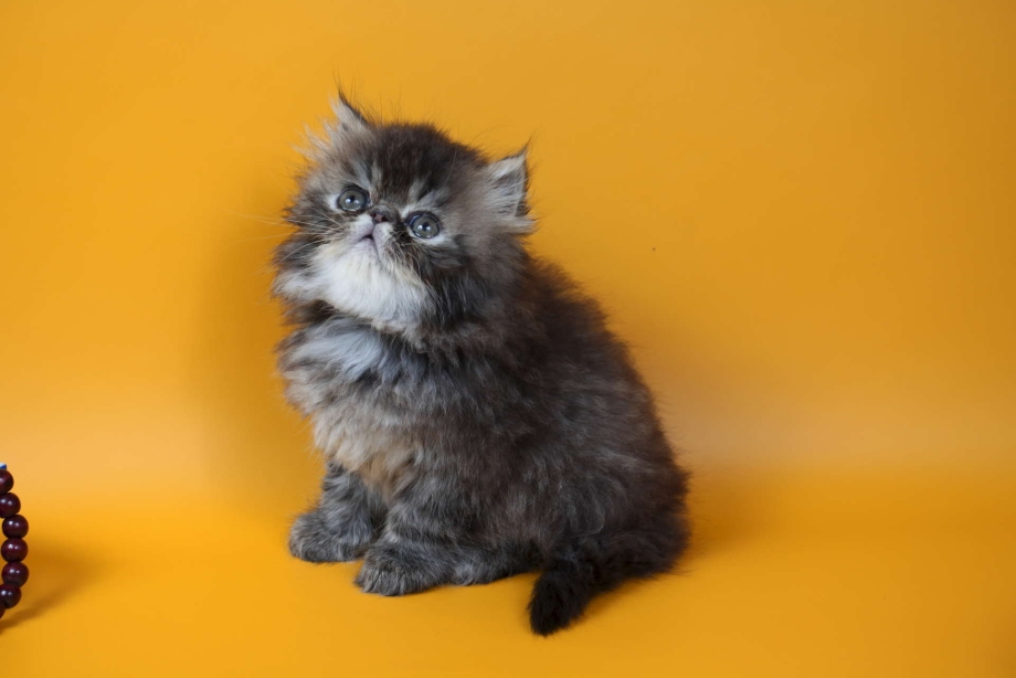 Персидские котята табби