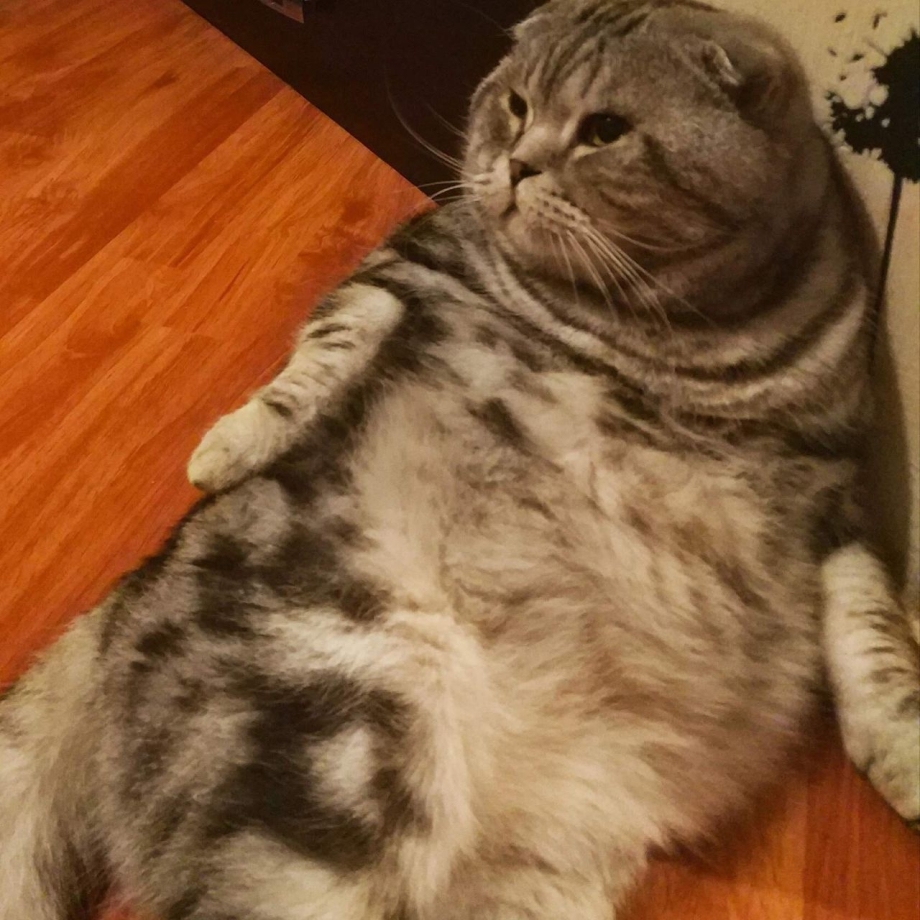 Шотландский вислоухий кот мраморный окрас