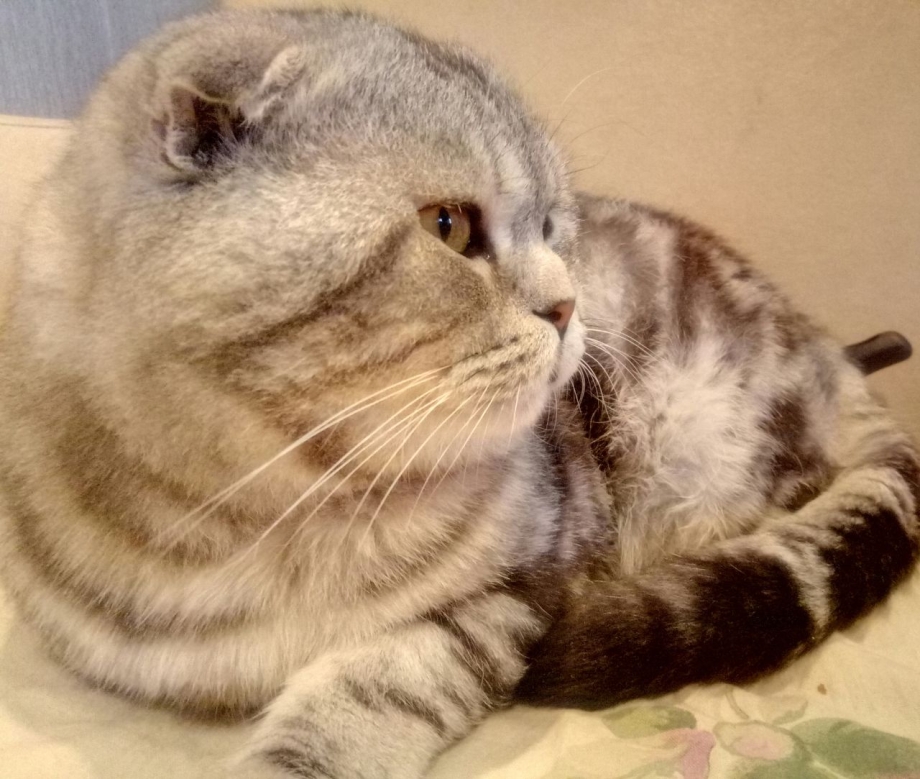 Шотландские вислоухие коты мраморные