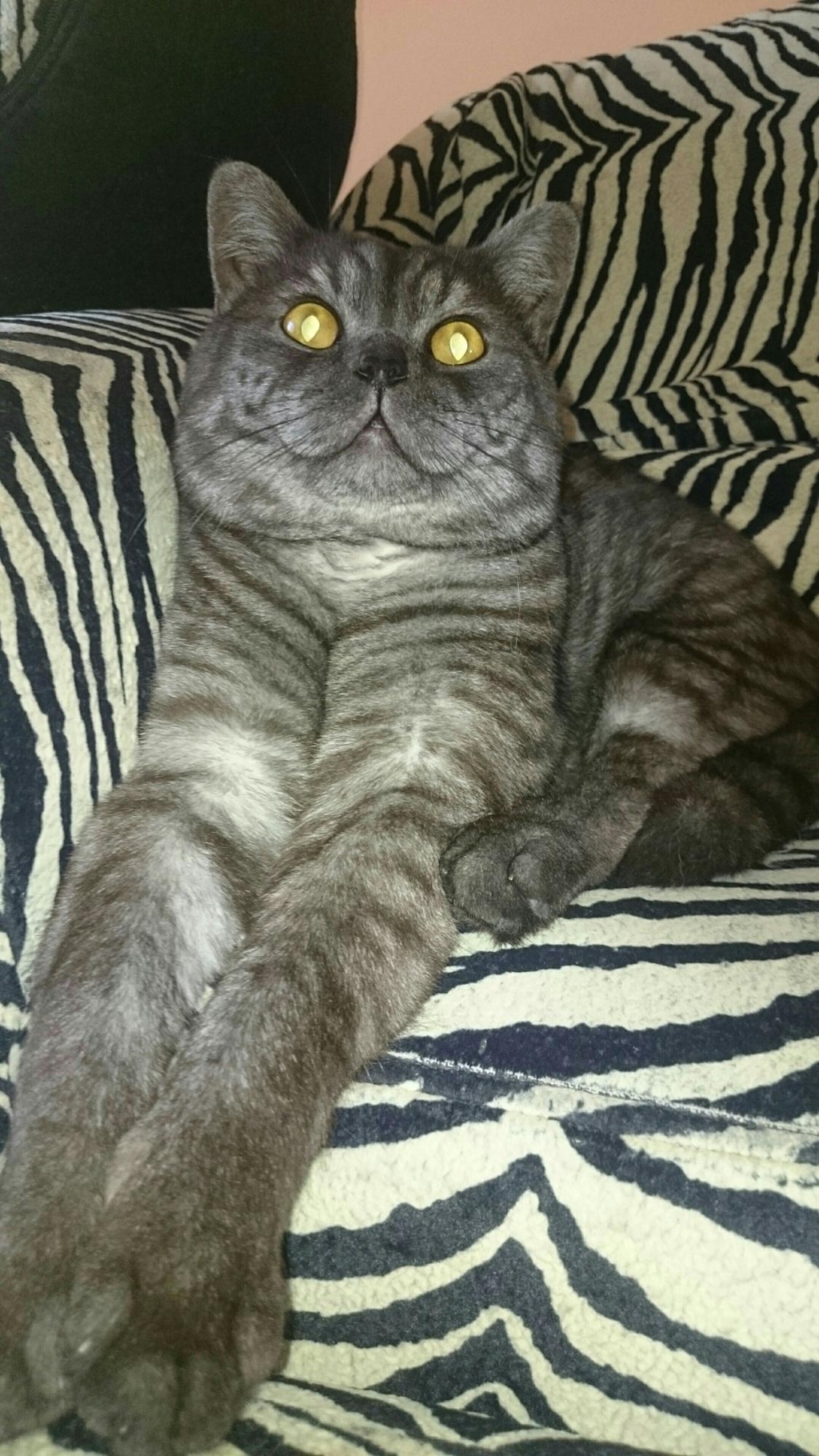 Толстый вислоухий кот