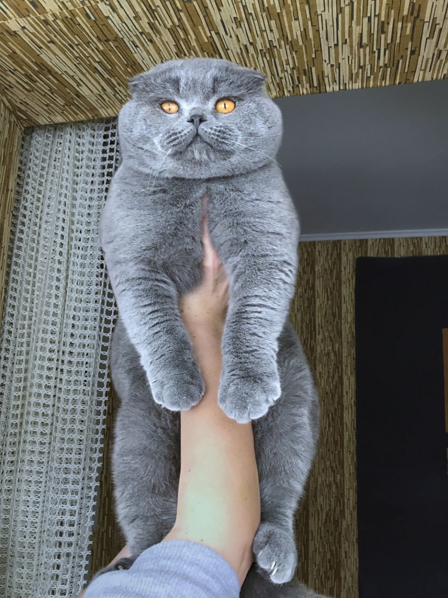 Упитанный скоттиш фолд