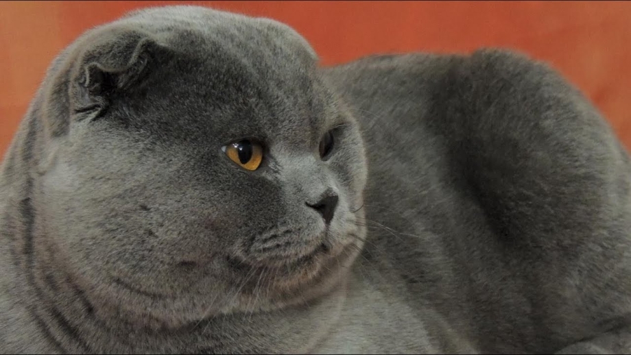 Жирный шотландский вислоухий кот