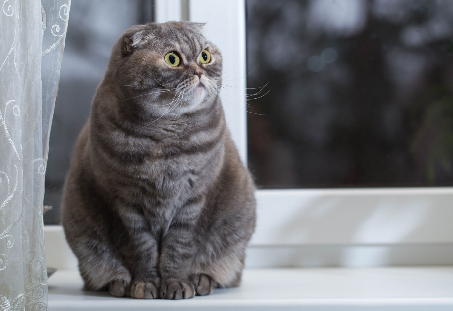 Упитанный скоттиш фолд