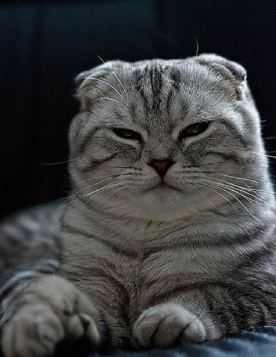 Скоттиш фолд серый полосатый