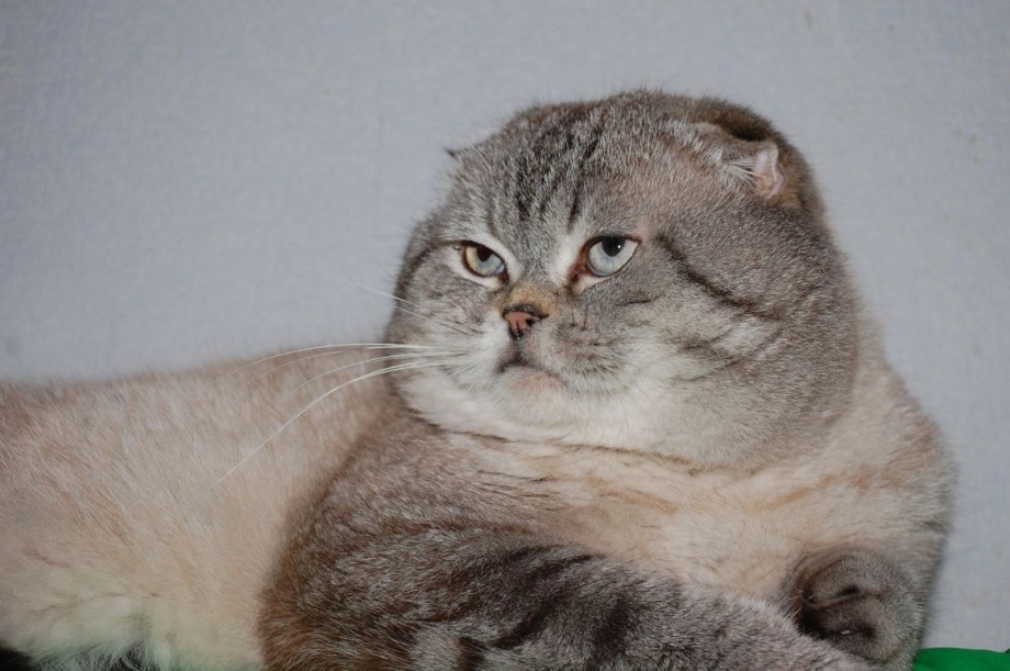 Упитанный скоттиш фолд