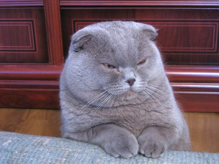 Злой шотландский кот