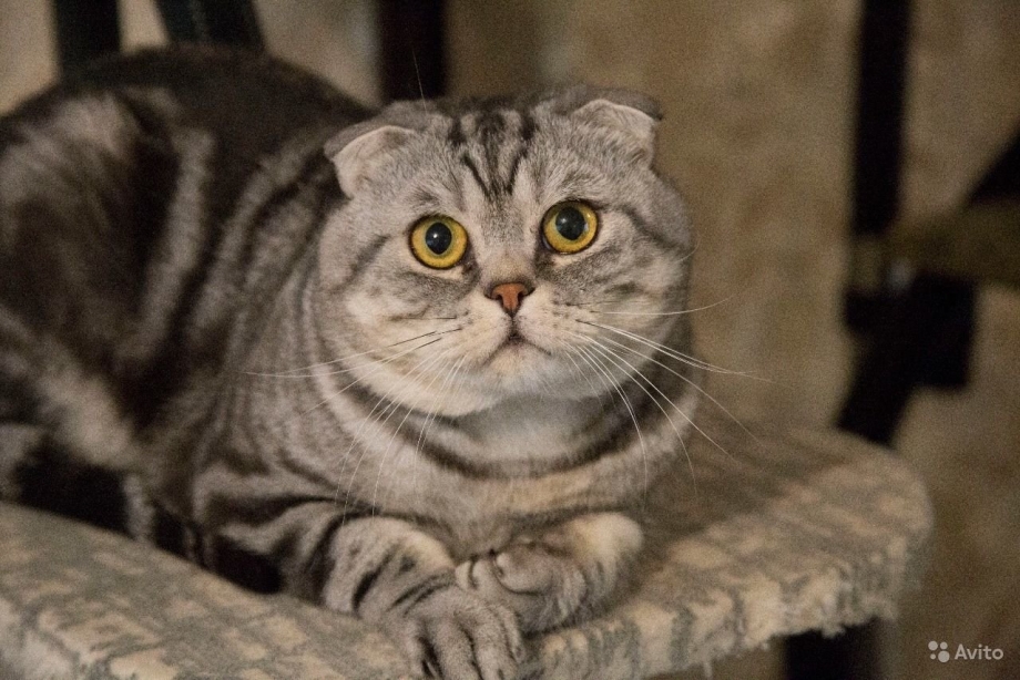 Упитанный скоттиш фолд