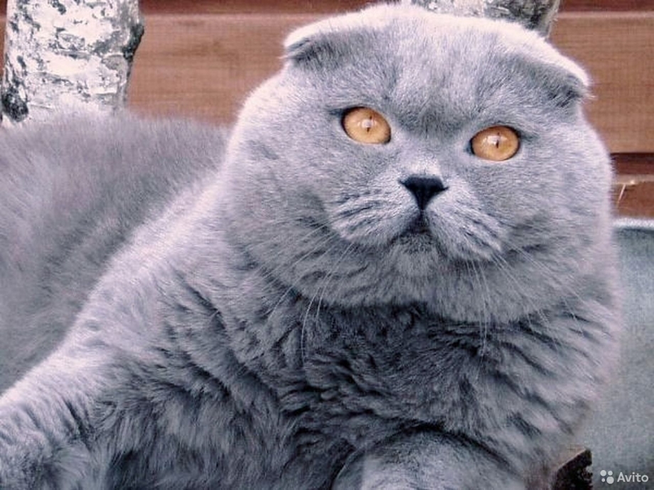 Жирный британский вислоухий кот