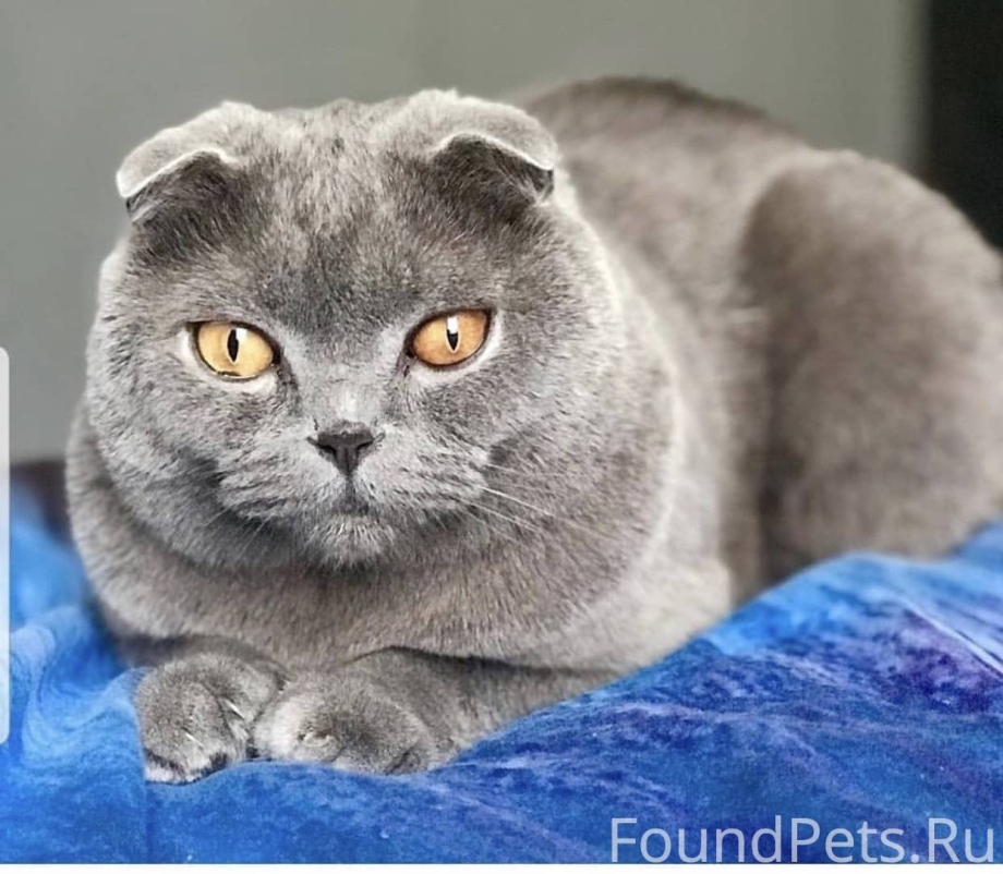 Шотландская вислоухая кошка голубая