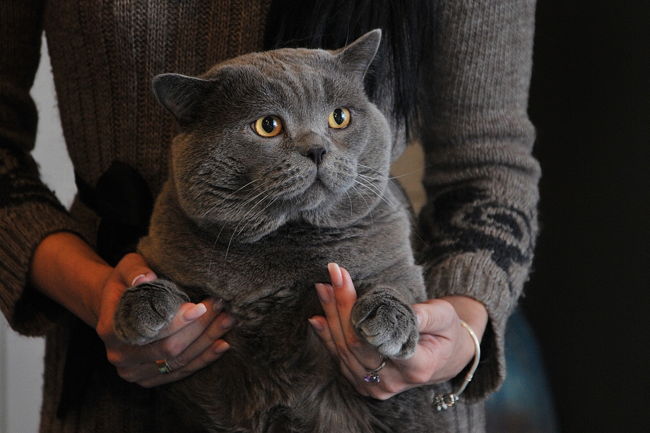 Британец кот и шотландец кот