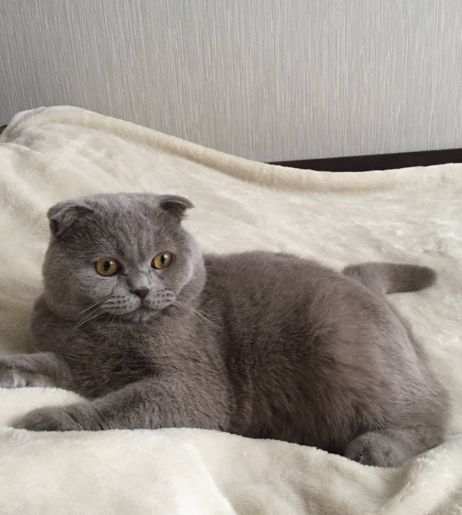 Британский вислоухий кот толстый