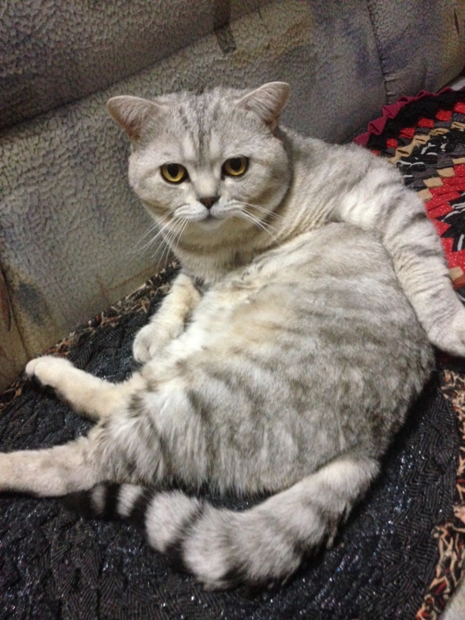 Скоттиш страйт серый вислоухий