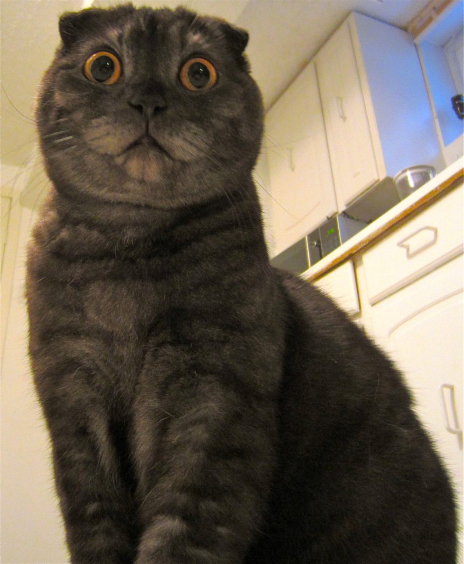 Удивлённый вислоухий кот