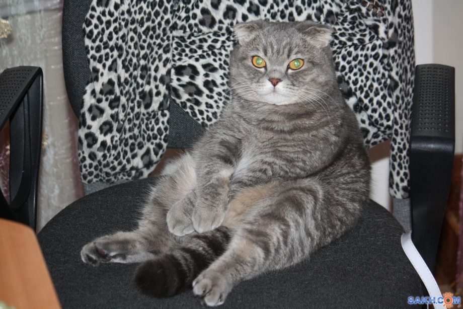 Шотландский кот прямоухий серый толстый