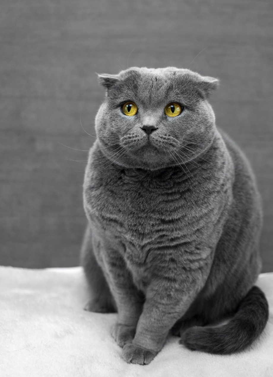 Шотландская короткошёрстная кошка вислоухая