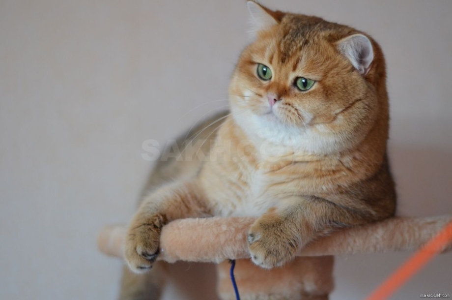 Шотландская Золотая шиншилла