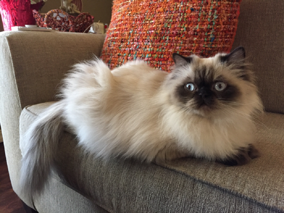 Гималайская Персидская кошка