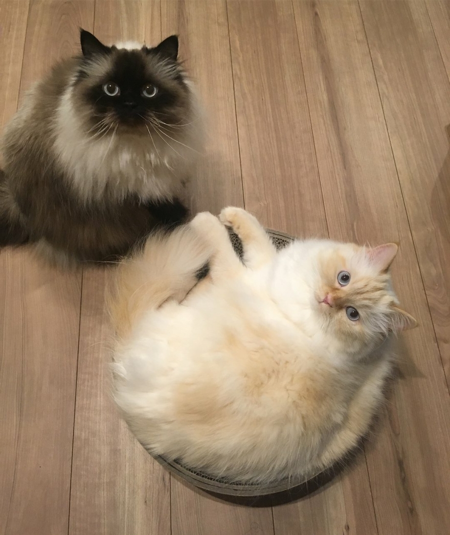 Гималайская кошка