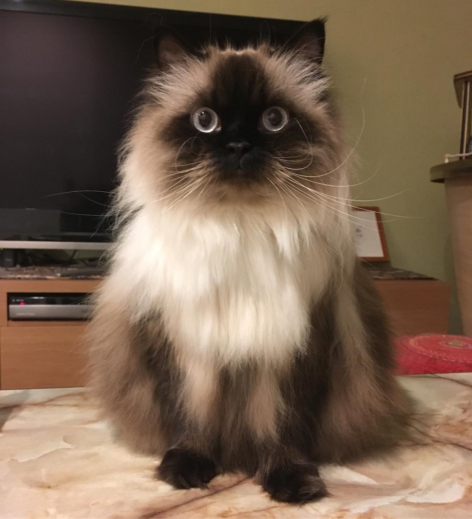Гималайская Персидская кошка