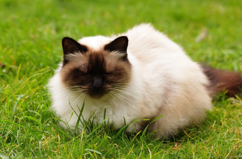 Гималайская кошка (Гималаи)