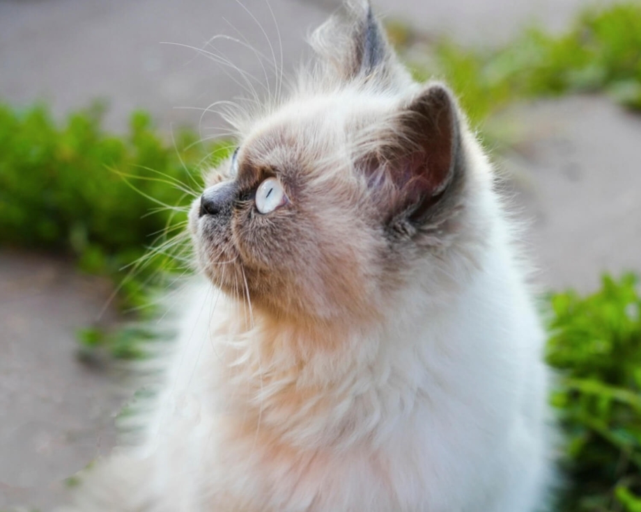 Гималайская голубая кошка