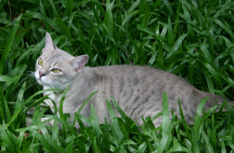 Австралийский мист котенок