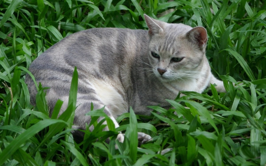 Австралийский кот