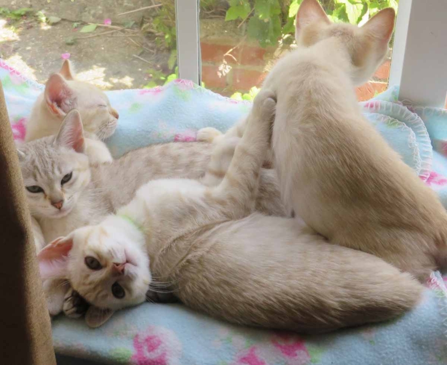Кошки в Австралии