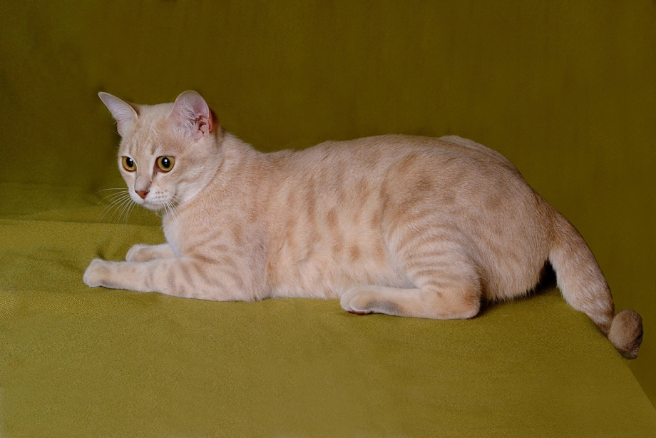 Кошки породы австралийский мист