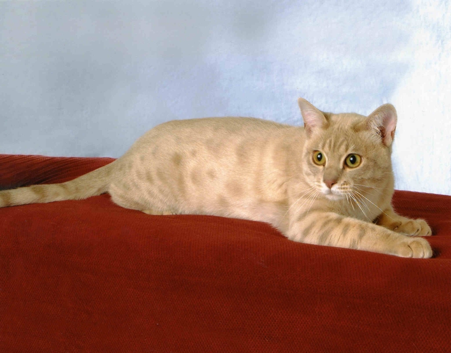 Австралийский мист (дымчатая кошка)
