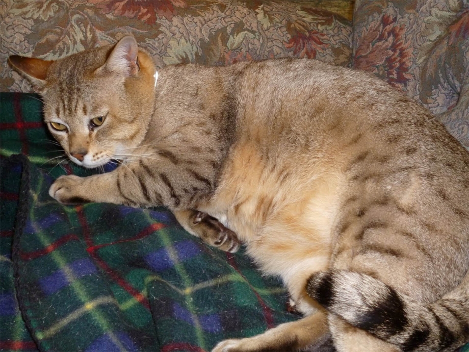 Австралийский мист кошка котята