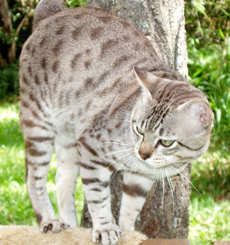 Кошки породы австралийский мист