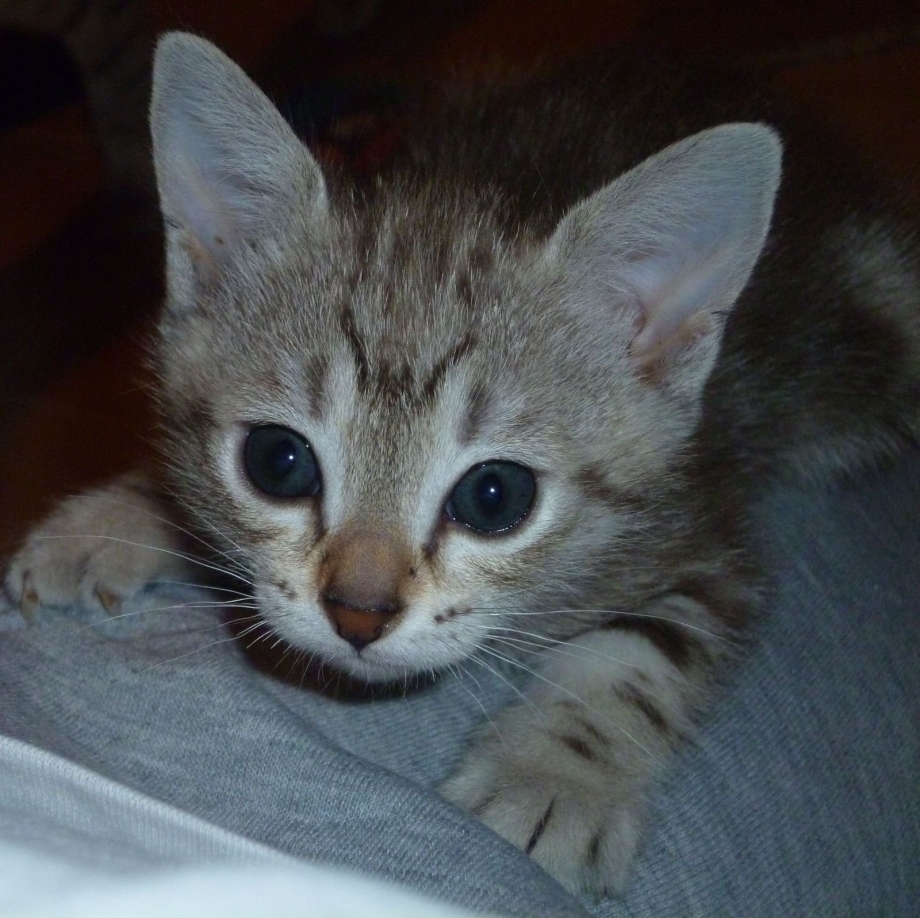 Австралийская дымчатая котенок