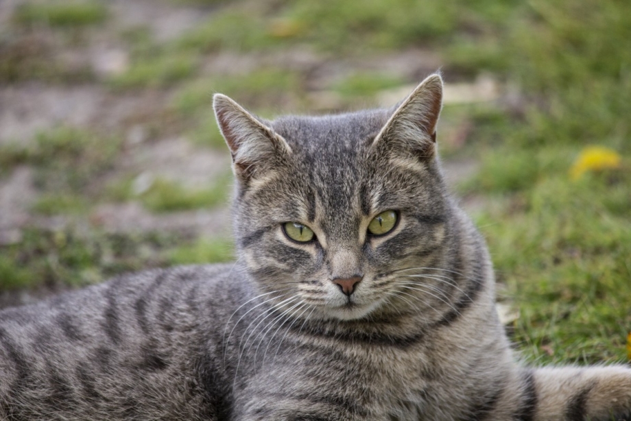 Европейский короткошерстный кот полосатый