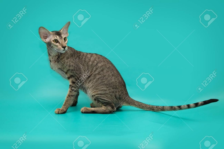 Дайне Восточный кот