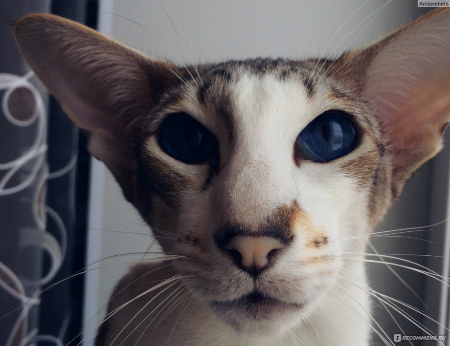 Сиамская Восточная кошка
