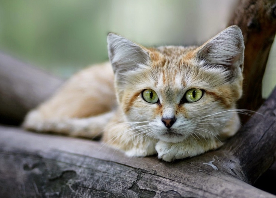 Барханная кошка