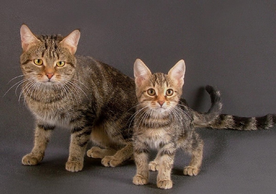 Европейская короткошерстная кошка