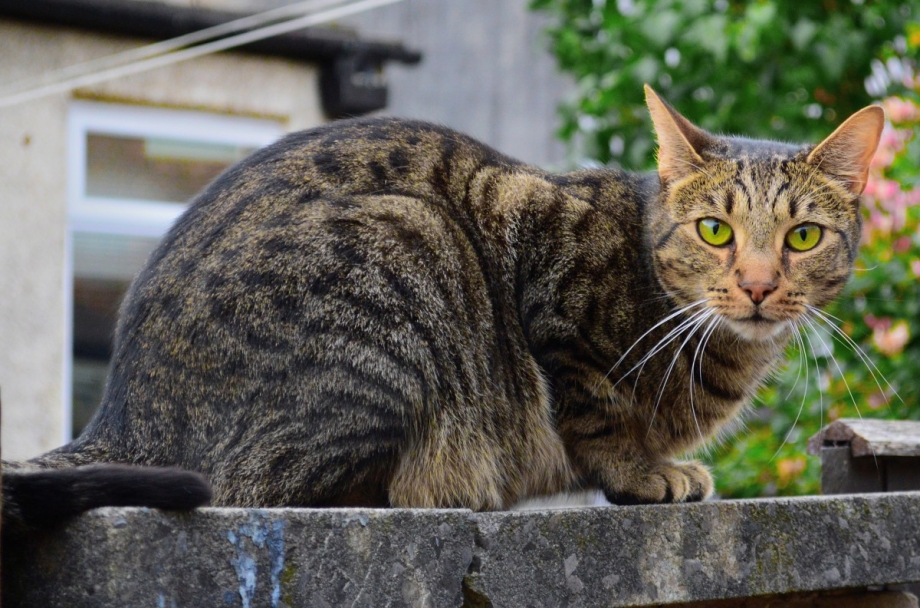 Европейская короткошерстная кошка