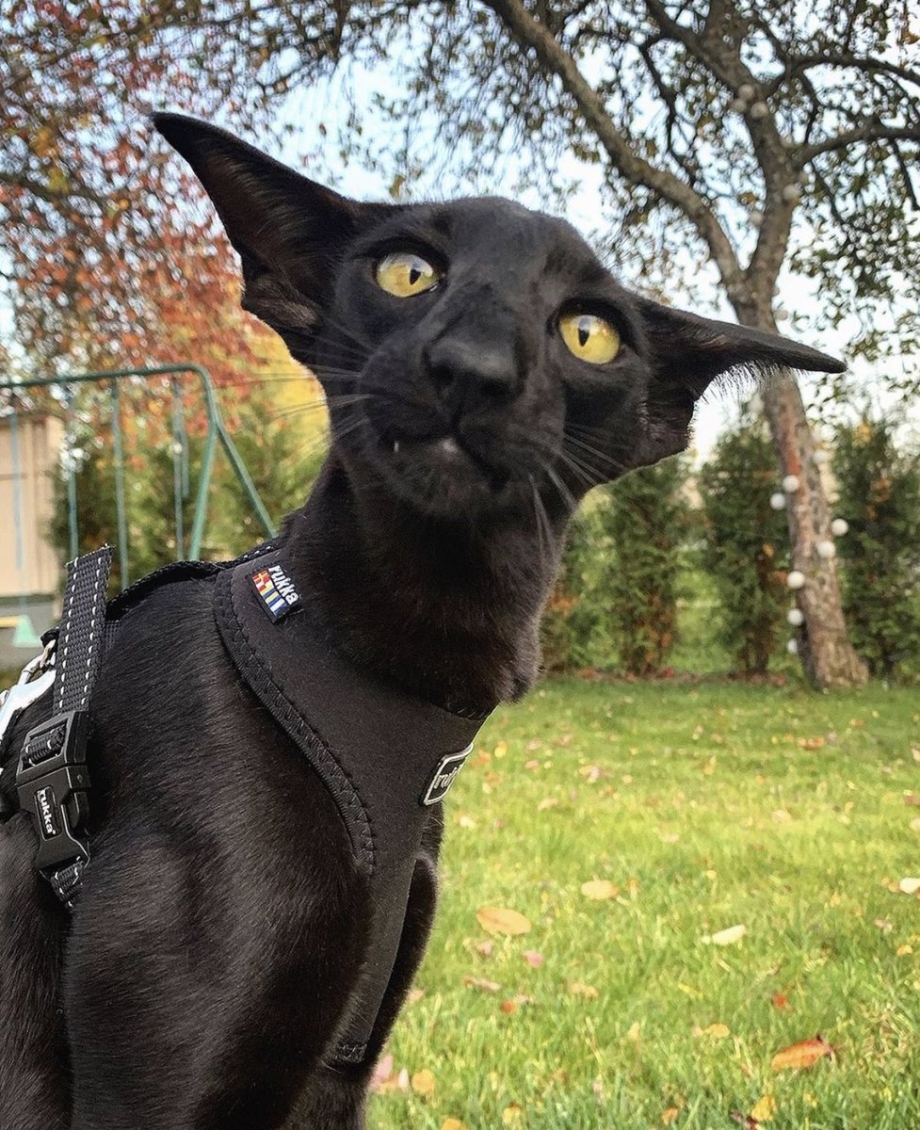 Восточная кошка