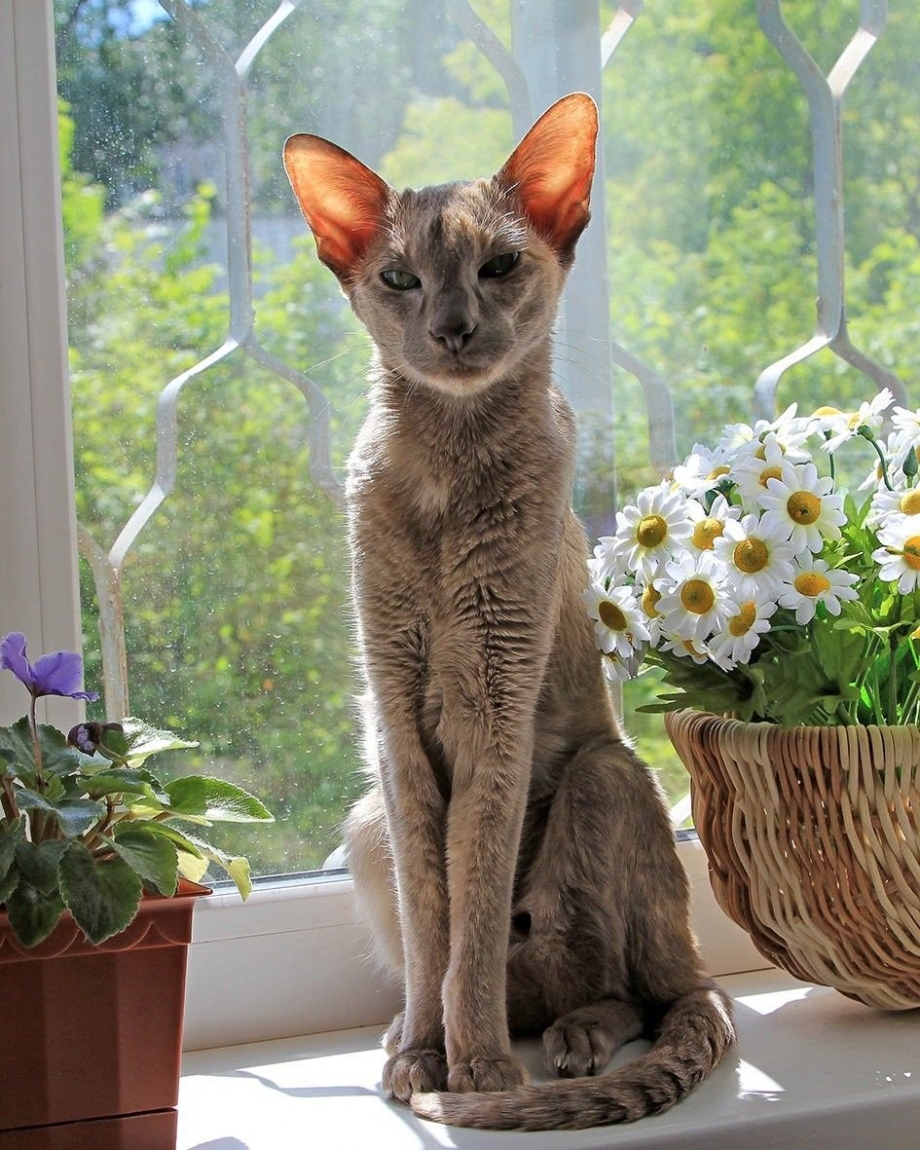 Короткошерстный Ориентал