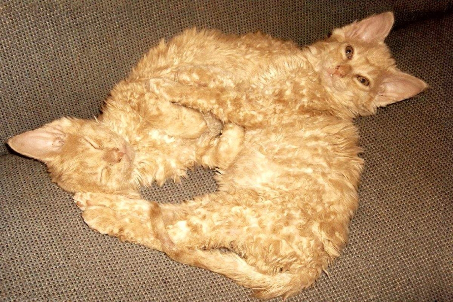 Корниша Селкирк рекс